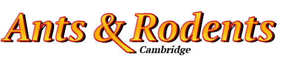 Cambridge Ant Exterminator & Rodent Control Company Logo